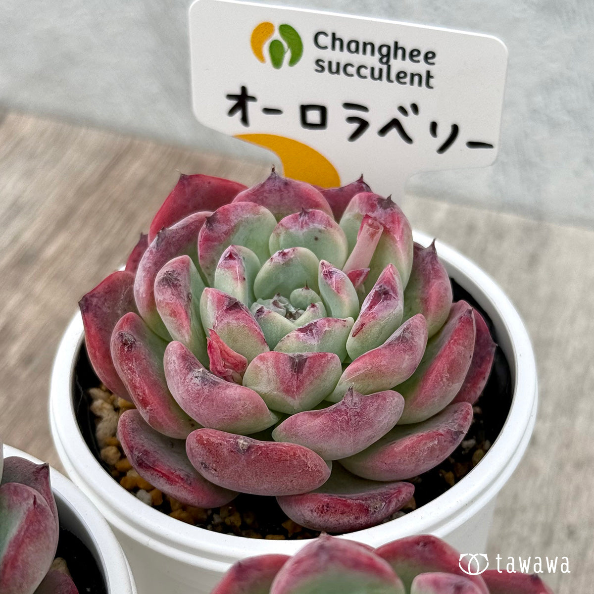 ＊新発売＊　オーロラベリー１（チャンヒー農園）【tawawaハウス苗】