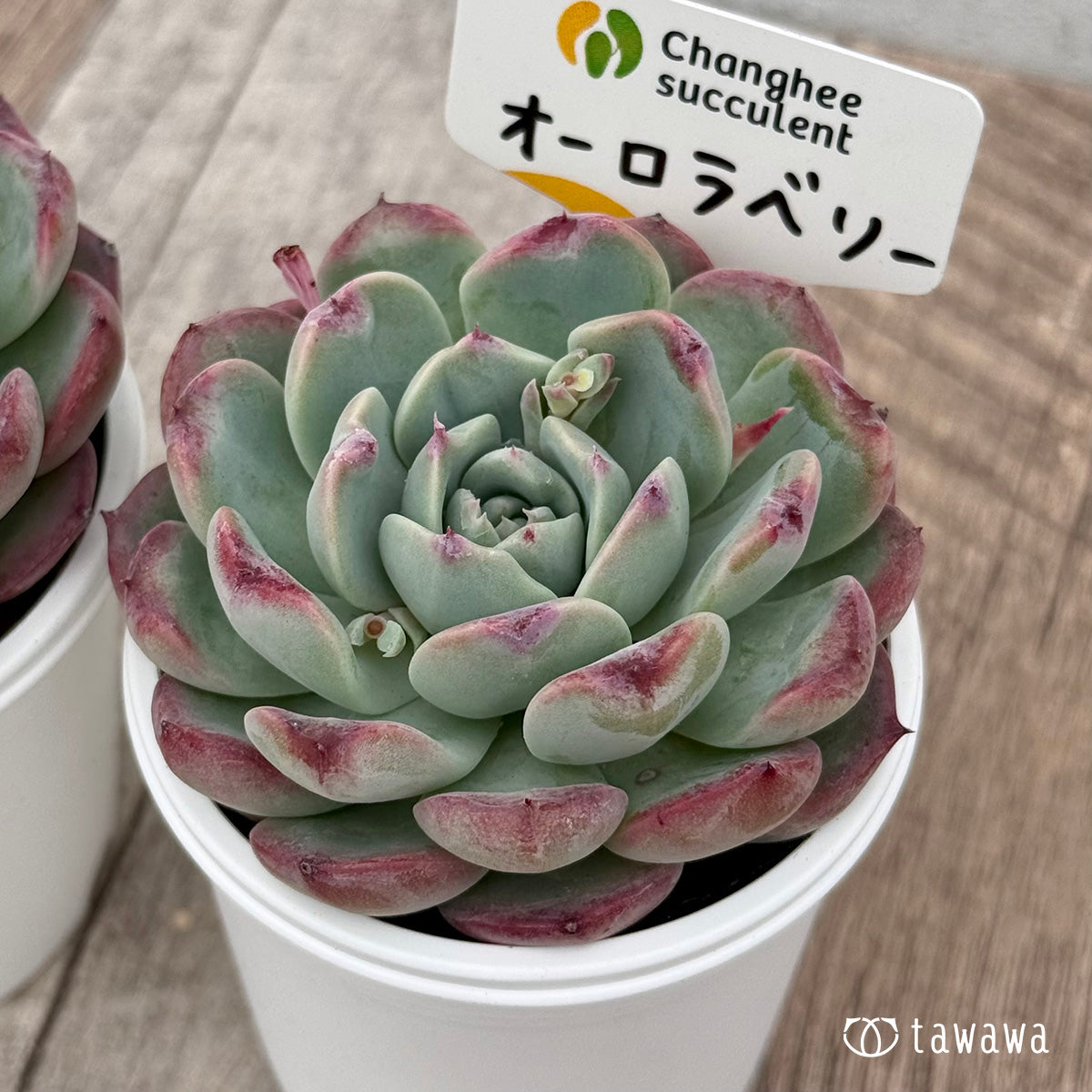 ＊新発売＊　オーロラベリー２（チャンヒー農園）【tawawaハウス苗】