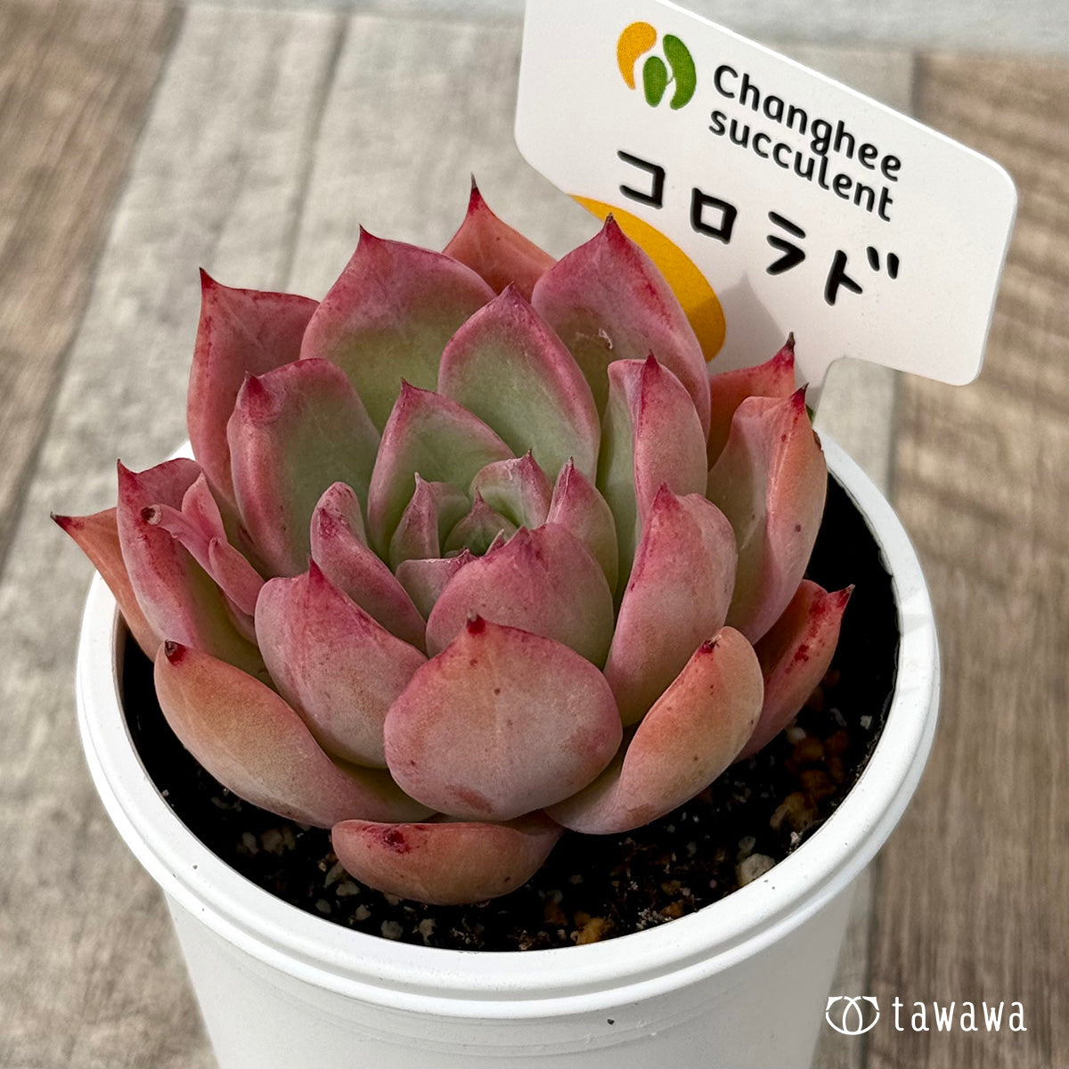 ＊新発売＊　コロラド１（チャンヒー農園）【tawawaハウス苗】