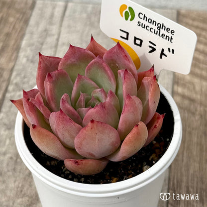＊新発売＊　コロラド１（チャンヒー農園）【tawawaハウス苗】