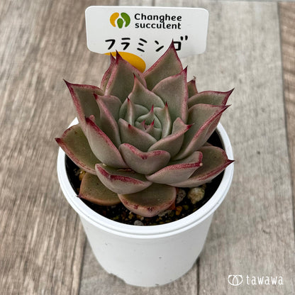 ＊新発売＊　フラミンゴ（チャンヒー農園）【tawawaハウス苗】