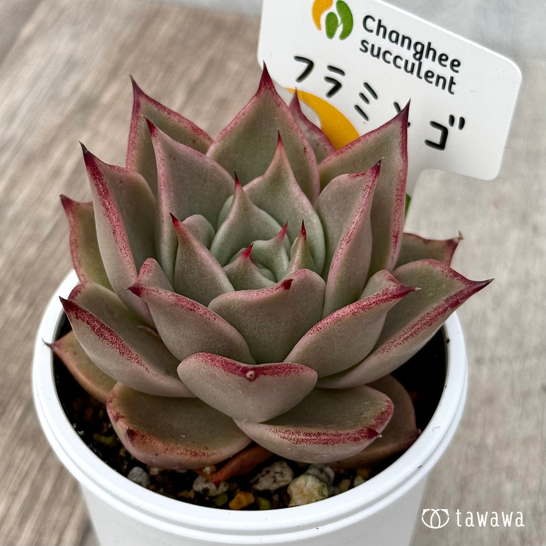 ＊新発売＊　フラミンゴ（チャンヒー農園）【tawawaハウス苗】