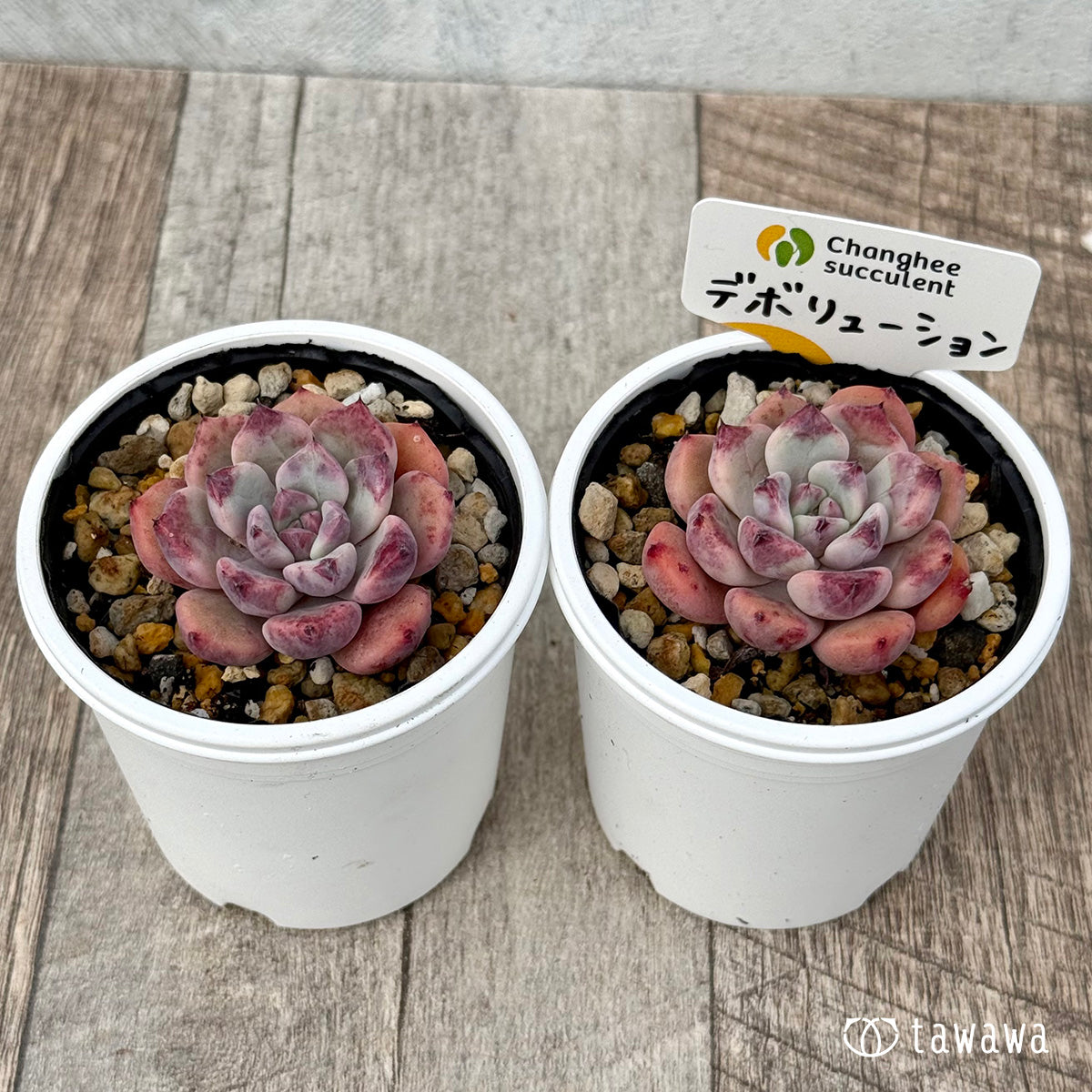 ＊新発売＊　デボリューション１（チャンヒー農園）【tawawaハウス苗】