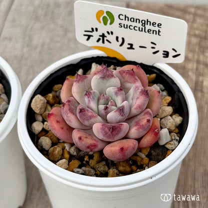 ＊新発売＊　デボリューション１（チャンヒー農園）【tawawaハウス苗】
