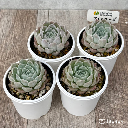 ＊新発売＊　アイスローズ【Bタイプ】（チャンヒー農園）【tawawaハウス苗】