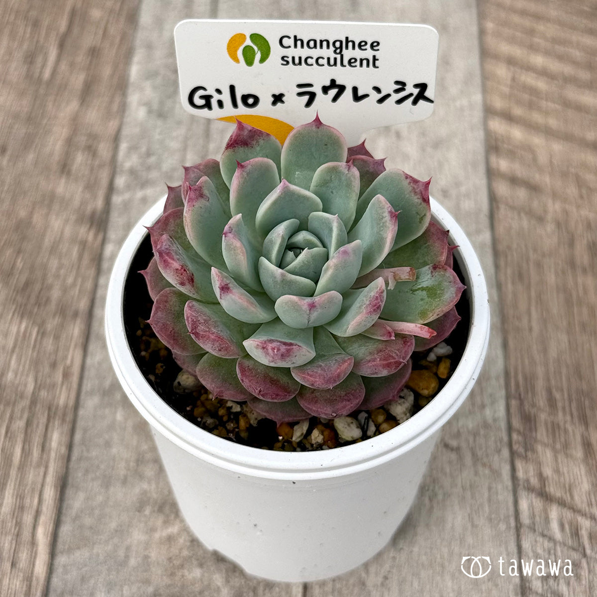＊新発売＊　Gilo×ラウレンシスsp（チャンヒー農園）【tawawaハウス苗】