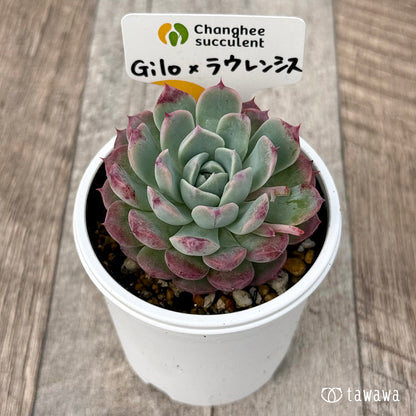 ＊新発売＊　Gilo×ラウレンシスsp（チャンヒー農園）【tawawaハウス苗】