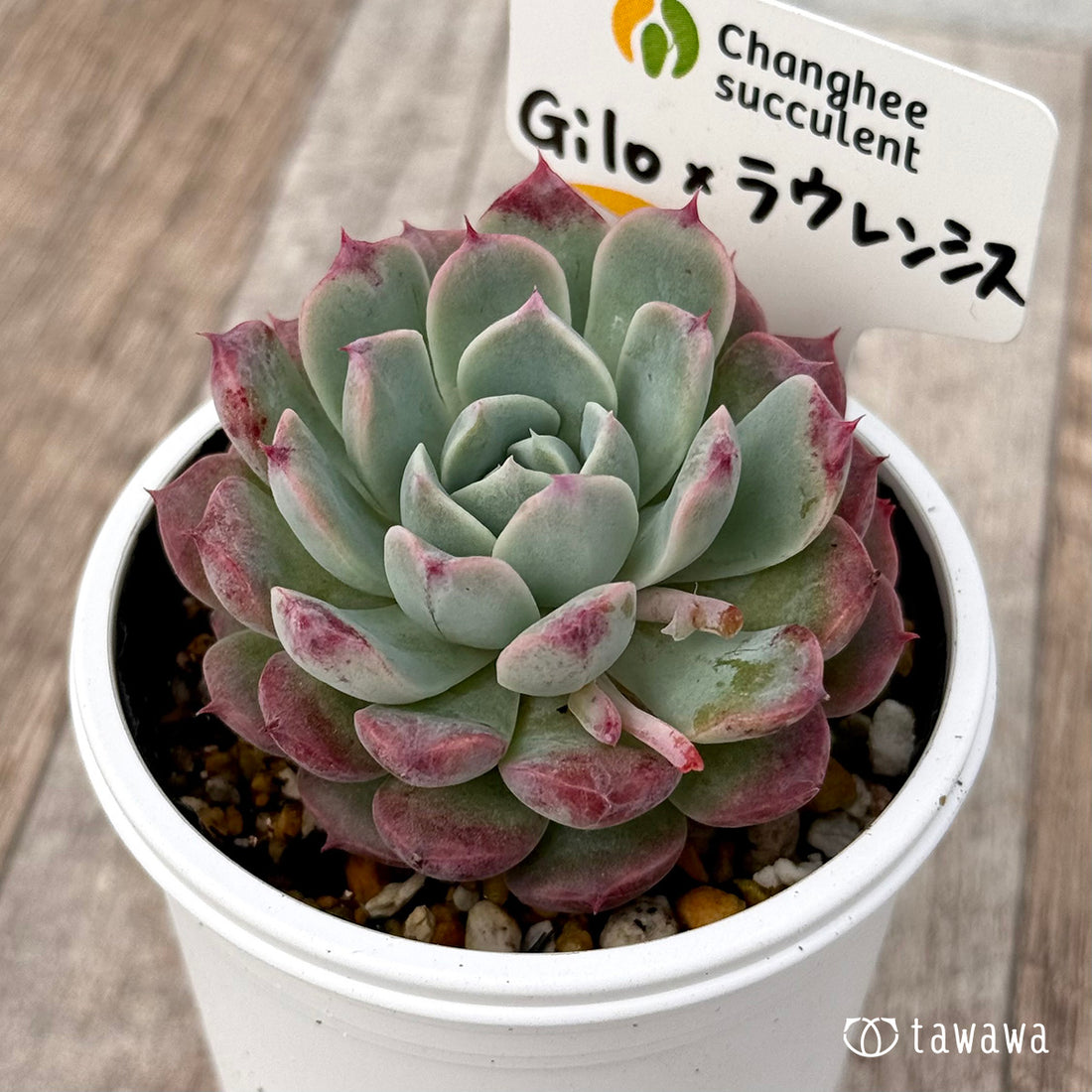 ＊新発売＊　Gilo×ラウレンシスsp（チャンヒー農園）【tawawaハウス苗】