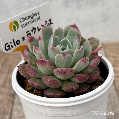 ＊新発売＊　Gilo×ラウレンシスsp（チャンヒー農園）【tawawaハウス苗】