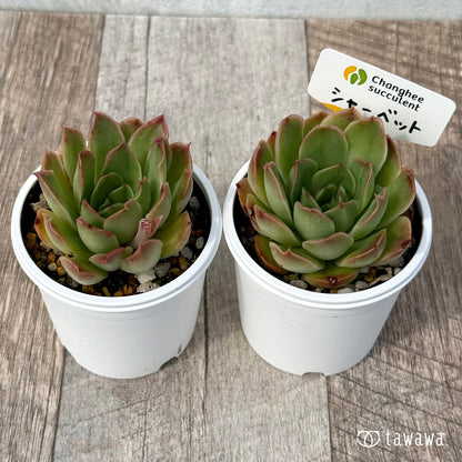＊新発売＊　シャーベット（チャンヒー農園）【tawawaハウス苗】