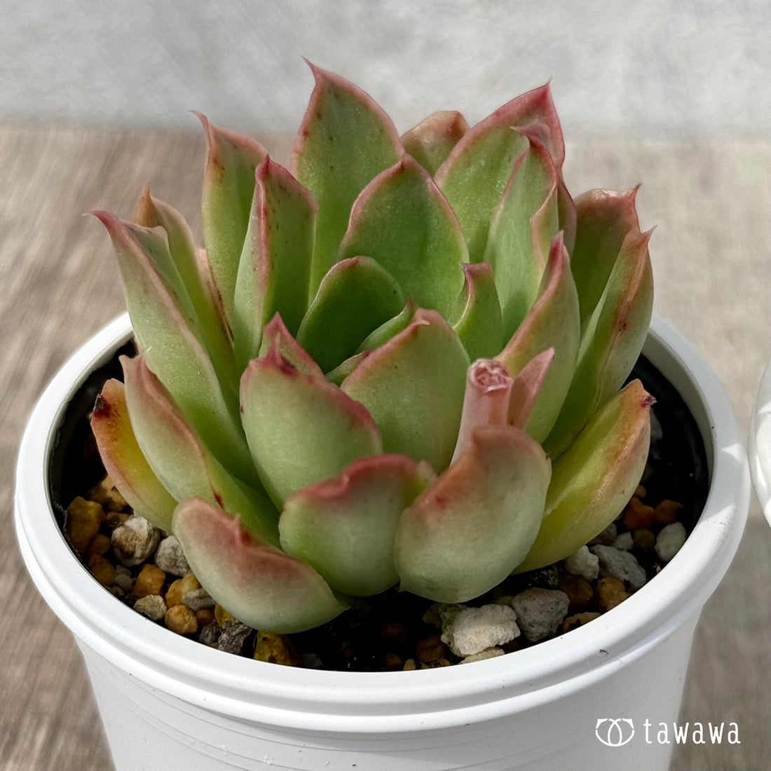 ＊新発売＊　シャーベット（チャンヒー農園）【tawawaハウス苗】