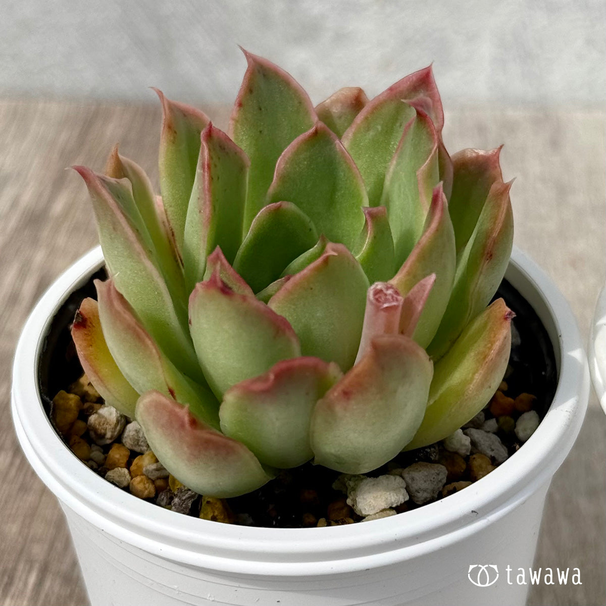 ＊新発売＊　シャーベット（チャンヒー農園）【tawawaハウス苗】