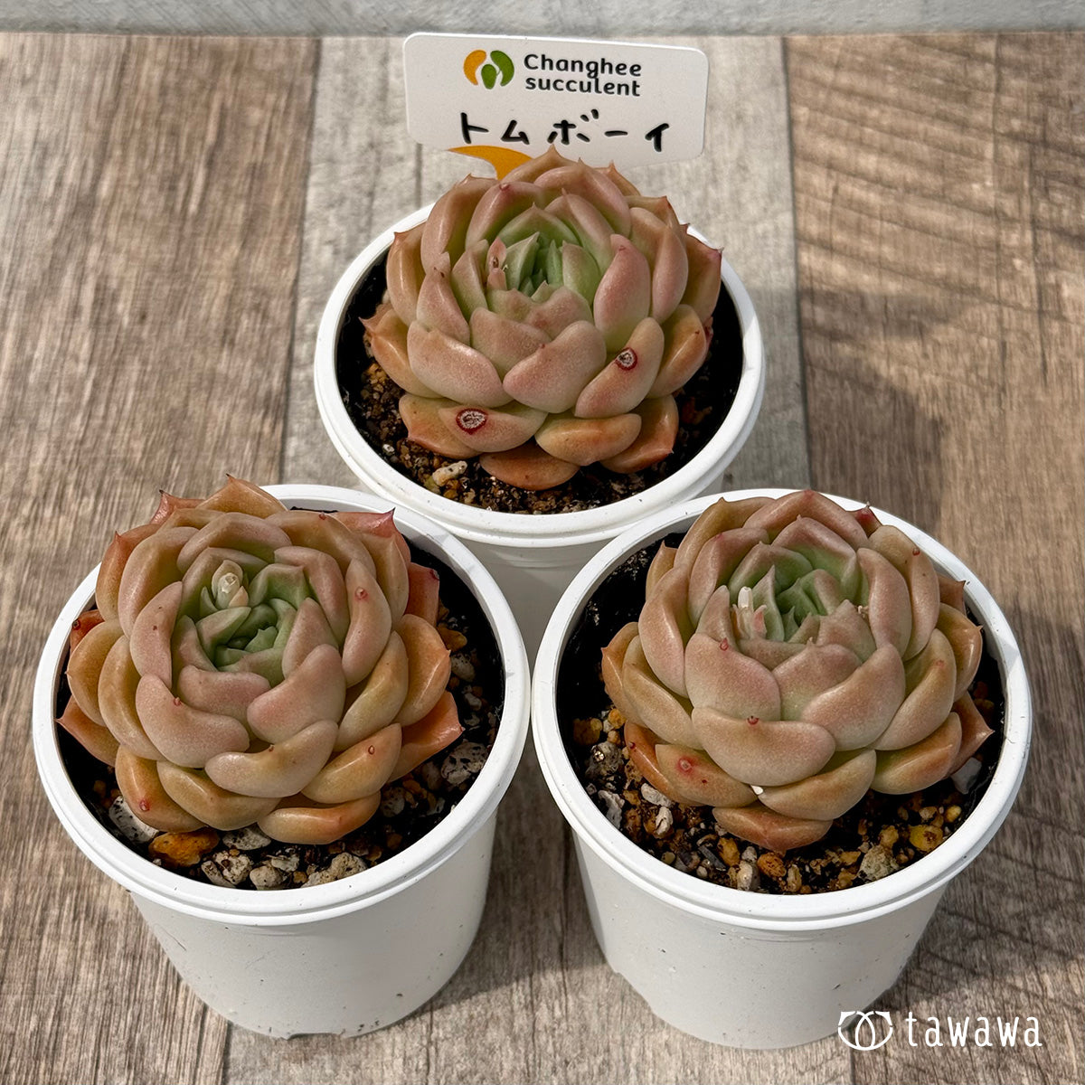 ＊新発売＊　トムボーイ（チャンヒー農園）【tawawaハウス苗】