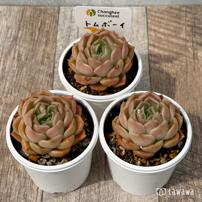 ＊新発売＊　トムボーイ（チャンヒー農園）【tawawaハウス苗】