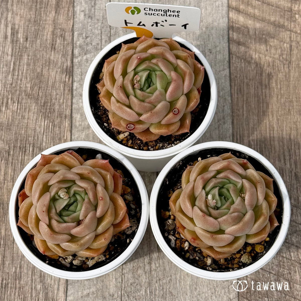 ＊新発売＊　トムボーイ（チャンヒー農園）【tawawaハウス苗】