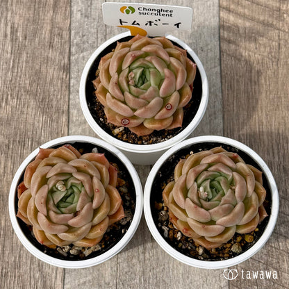 ＊新発売＊　トムボーイ（チャンヒー農園）【tawawaハウス苗】