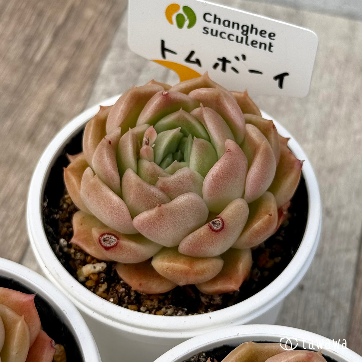 ＊新発売＊　トムボーイ（チャンヒー農園）【tawawaハウス苗】