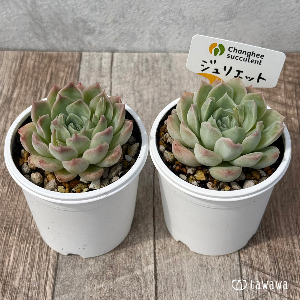 ＊新発売＊　ジュリエット２（チャンヒー農園）【tawawaハウス苗】