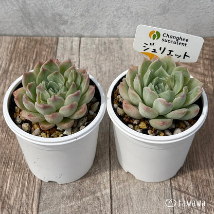 ＊新発売＊　ジュリエット２（チャンヒー農園）【tawawaハウス苗】