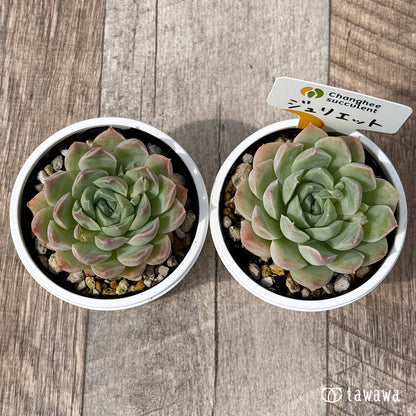 ＊新発売＊　ジュリエット２（チャンヒー農園）【tawawaハウス苗】