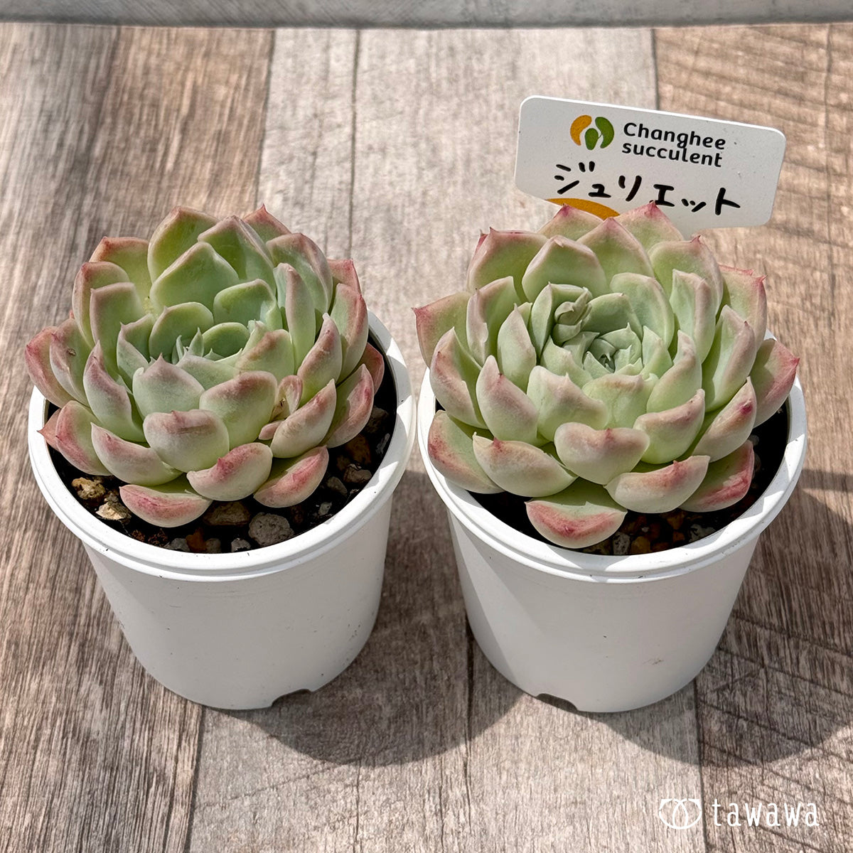 ＊新発売＊　ジュリエット３（チャンヒー農園）【tawawaハウス苗】