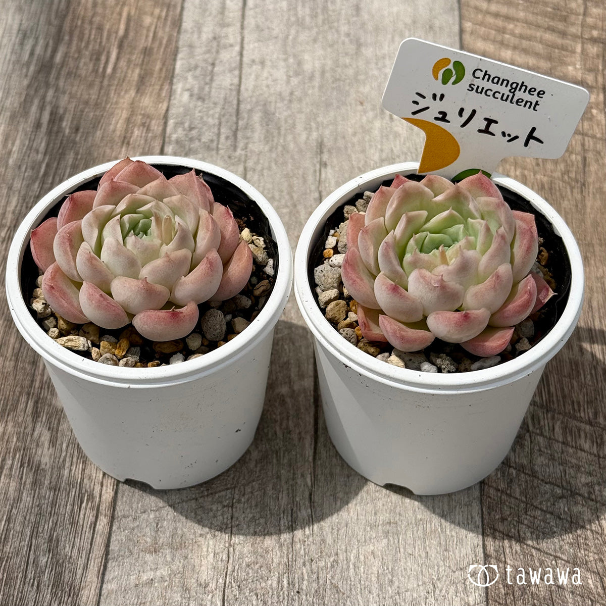 ＊新発売＊　ジュリエット１（チャンヒー農園）【tawawaハウス苗】