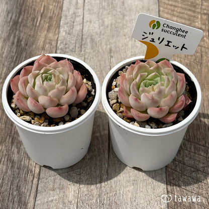 ＊新発売＊　ジュリエット１（チャンヒー農園）【tawawaハウス苗】