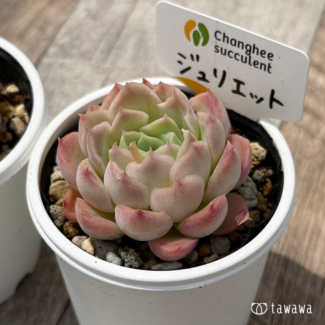 ＊新発売＊　ジュリエット１（チャンヒー農園）【tawawaハウス苗】