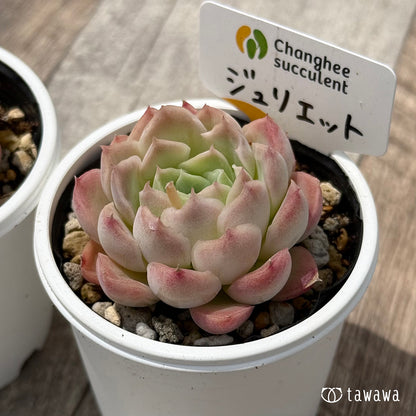 ＊新発売＊　ジュリエット１（チャンヒー農園）【tawawaハウス苗】