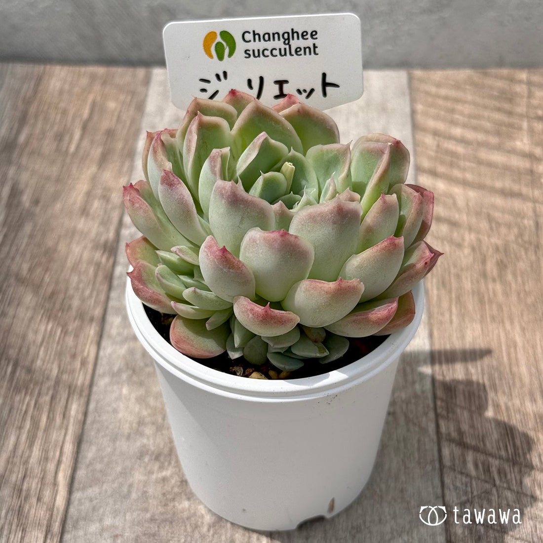 ＊新発売＊　ジュリエット４（チャンヒー農園）【tawawaハウス苗】