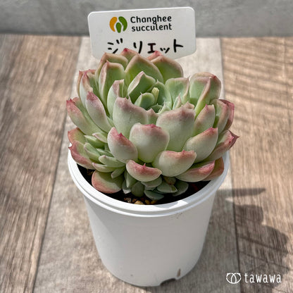 ＊新発売＊　ジュリエット４（チャンヒー農園）【tawawaハウス苗】