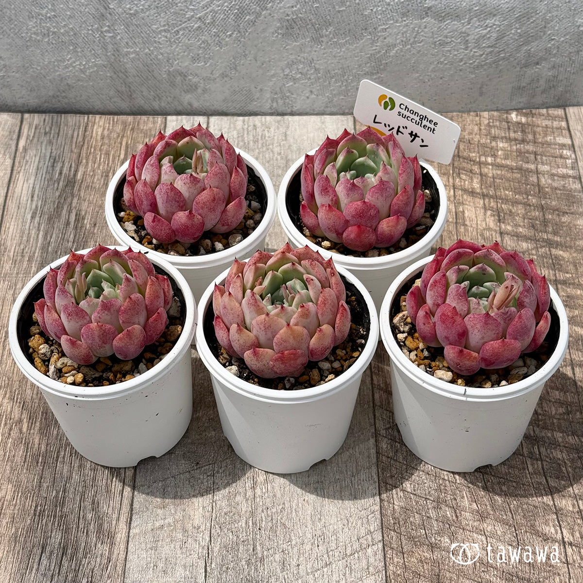 ＊新発売＊　レッドサン（チャンヒー農園）【tawawaハウス苗】