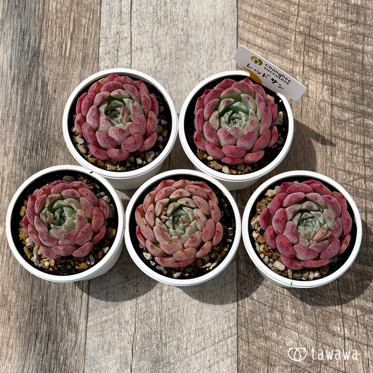 ＊新発売＊　レッドサン（チャンヒー農園）【tawawaハウス苗】