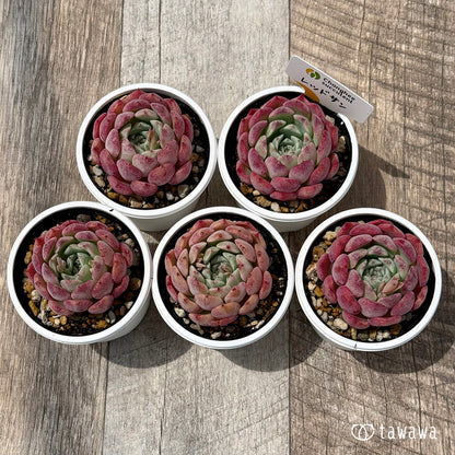＊新発売＊　レッドサン（チャンヒー農園）【tawawaハウス苗】