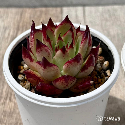 ＊新発売＊　エボニー×ロメオルビン１（チャンヒー農園）【tawawaハウス苗】