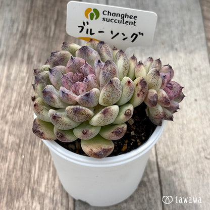 ＊新発売＊　ブルーソング１（チャンヒー農園）【tawawaハウス苗】