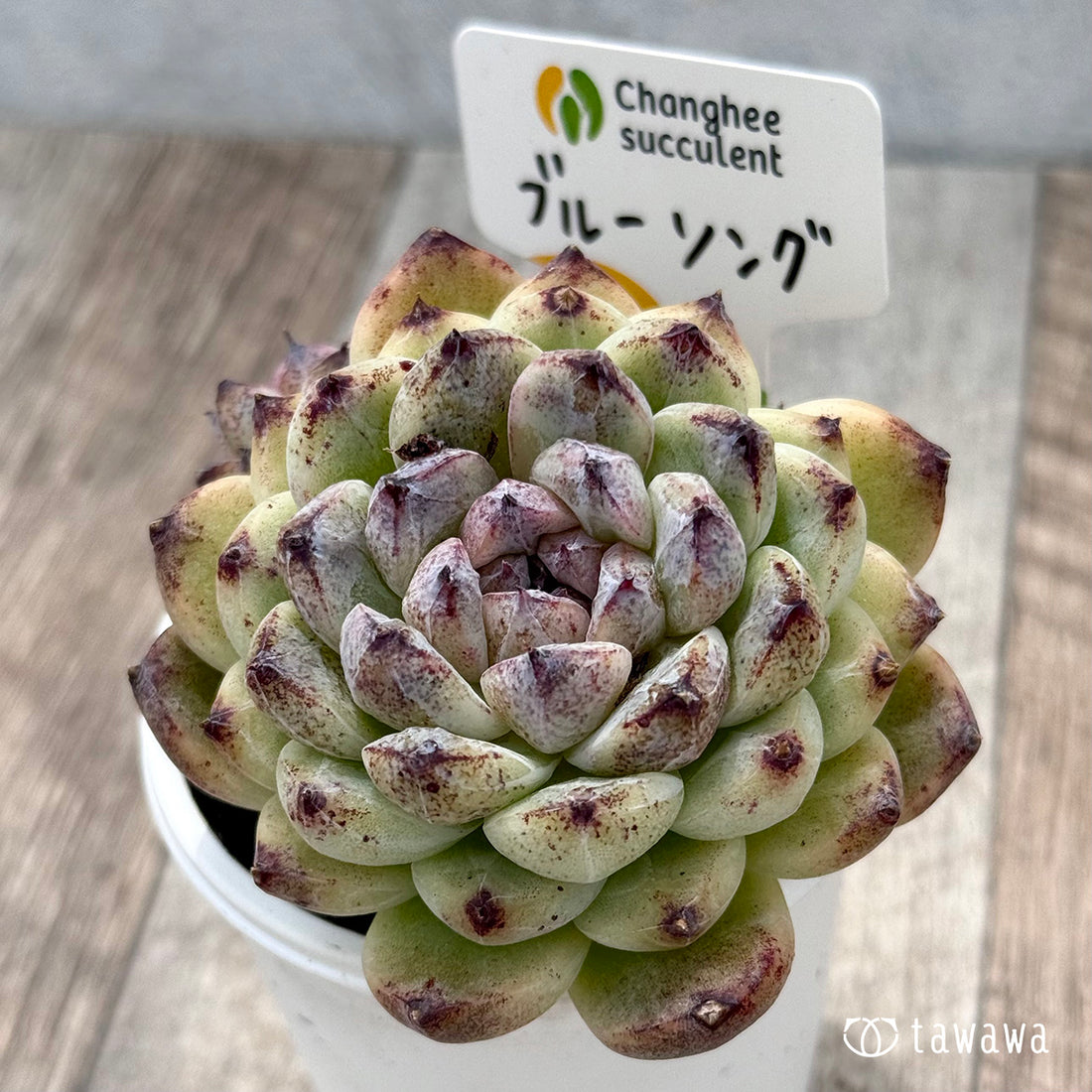 ＊新発売＊　ブルーソング２（チャンヒー農園）【tawawaハウス苗】