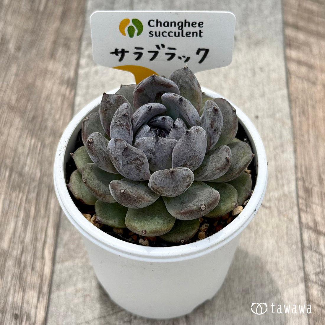 ＊新発売＊　サラブラック１（チャンヒー農園）【tawawaハウス苗】
