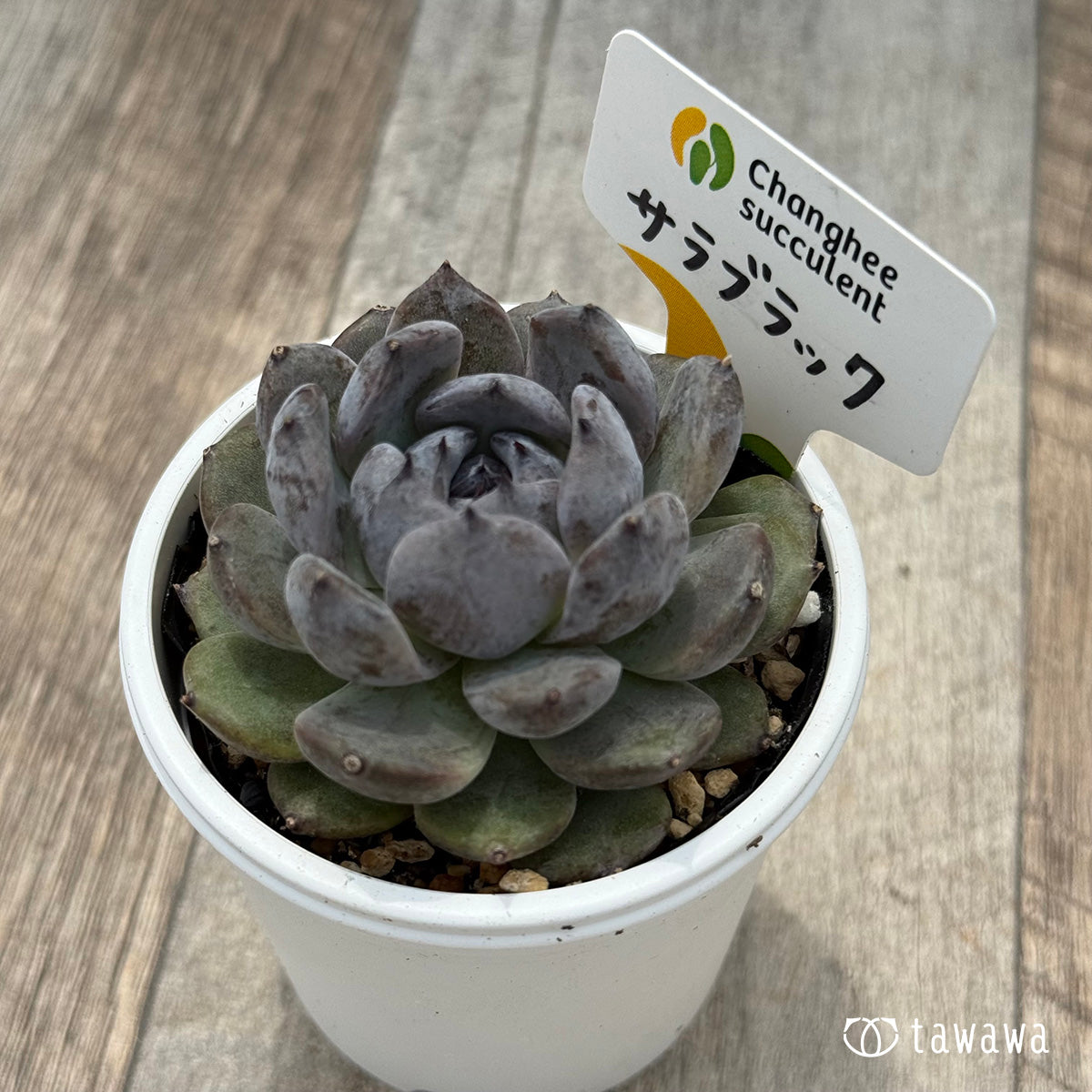 ＊新発売＊　サラブラック１（チャンヒー農園）【tawawaハウス苗】