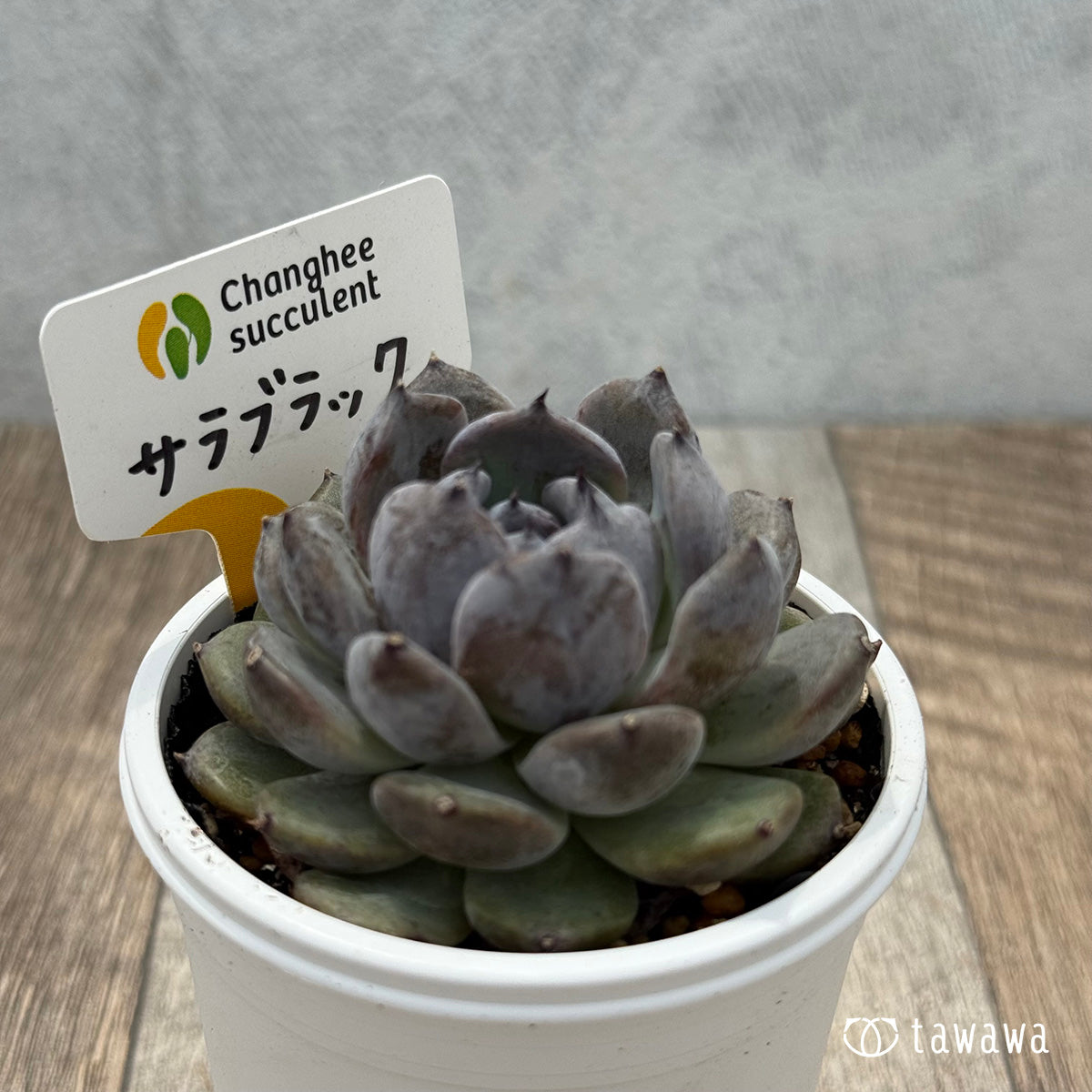 ＊新発売＊　サラブラック１（チャンヒー農園）【tawawaハウス苗】