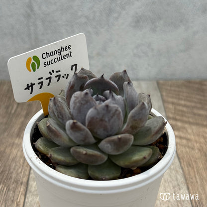 ＊新発売＊　サラブラック１（チャンヒー農園）【tawawaハウス苗】