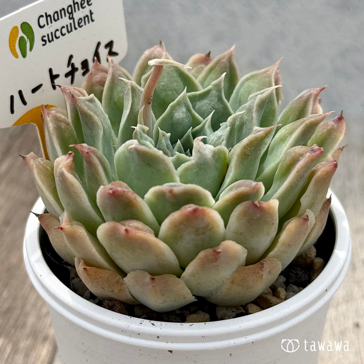 ＊新発売＊　ハートチョイス（チャンヒー農園）【tawawaハウス苗】