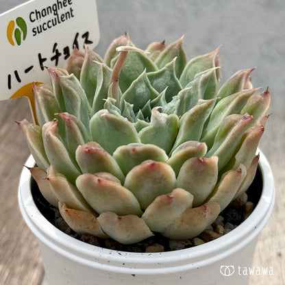 ＊新発売＊　ハートチョイス（チャンヒー農園）【tawawaハウス苗】