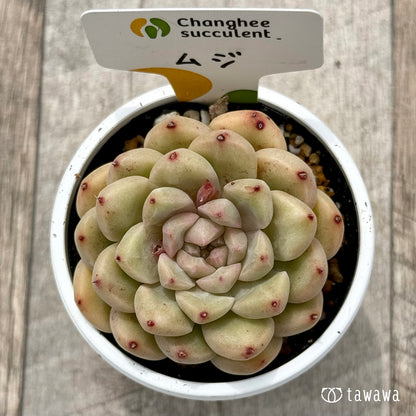 ＊新発売＊　ムジ１（チャンヒー農園）【tawawaハウス苗】