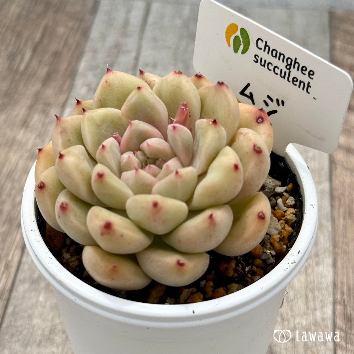 ＊新発売＊　ムジ１（チャンヒー農園）【tawawaハウス苗】