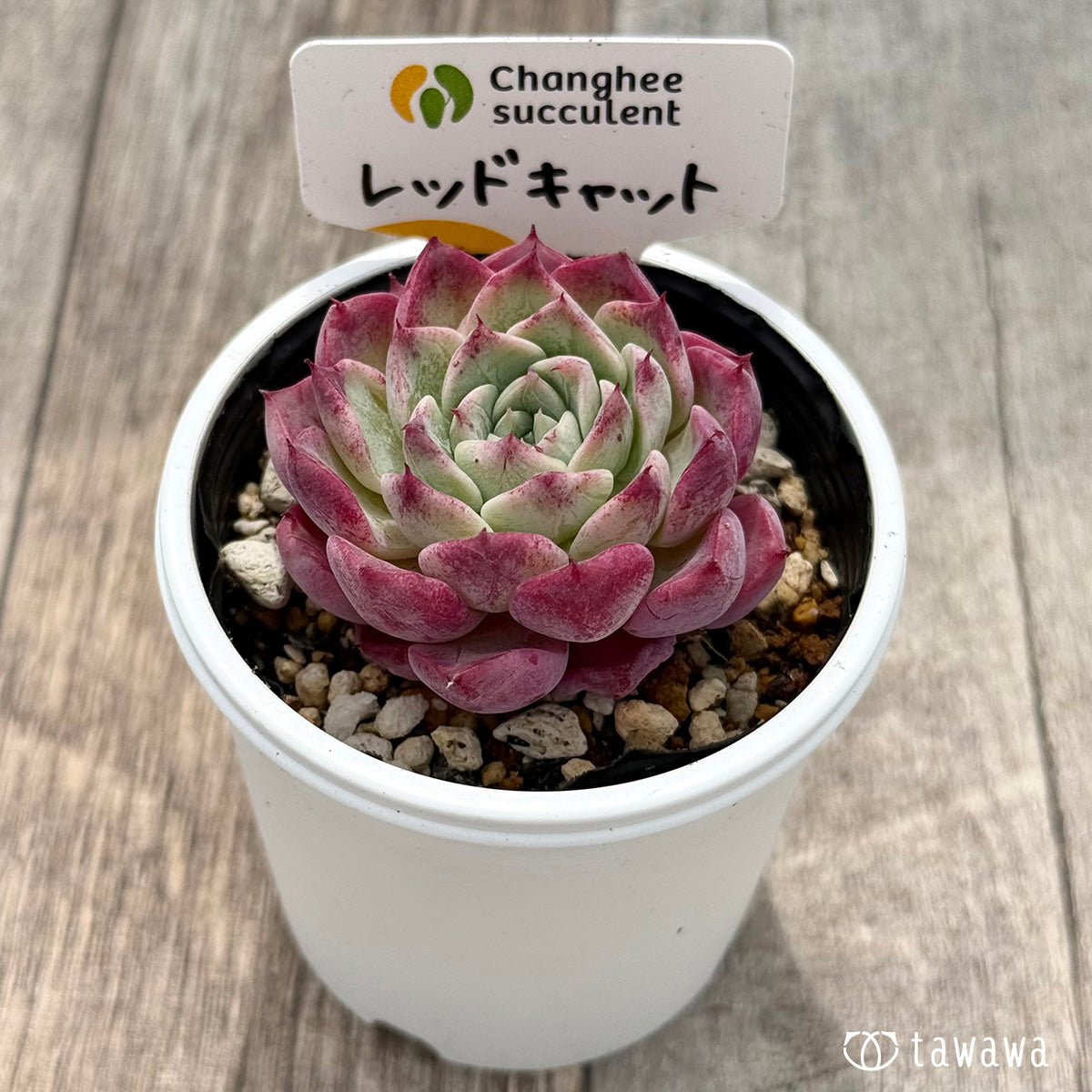 レッドキャット1（チャンヒー農園）【tawawaハウス苗】 – 多肉植物の