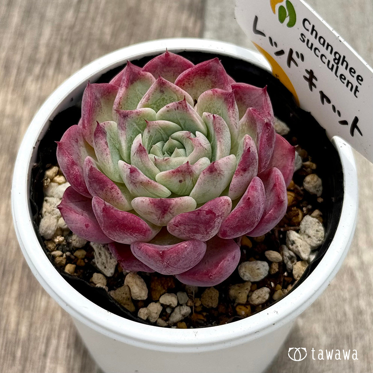 新発売＊ レッドキャット1（チャンヒー農園）【tawawaハウス苗