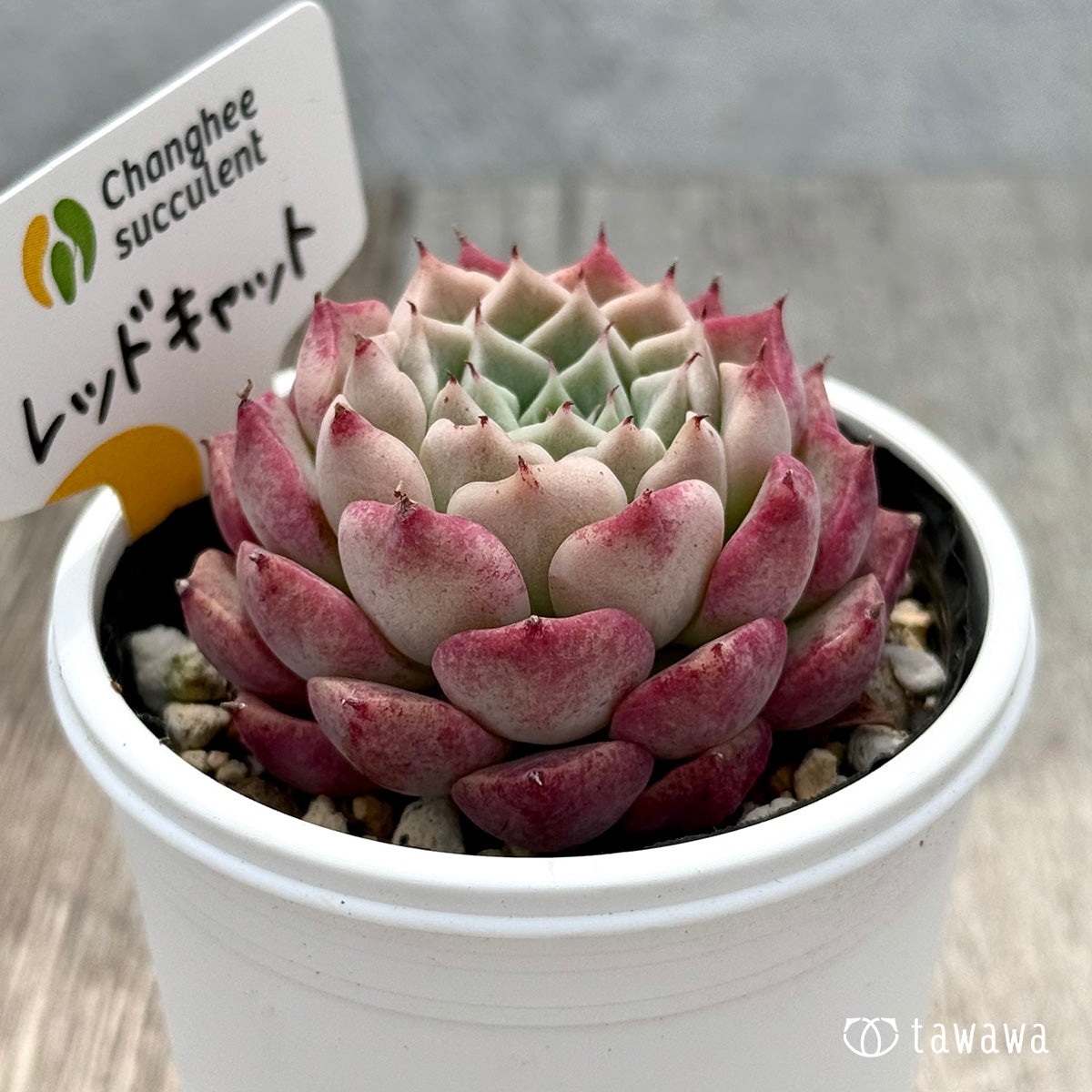 ＊新発売＊　レッドキャット２（チャンヒー農園）【tawawaハウス苗】