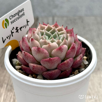＊新発売＊　レッドキャット２（チャンヒー農園）【tawawaハウス苗】