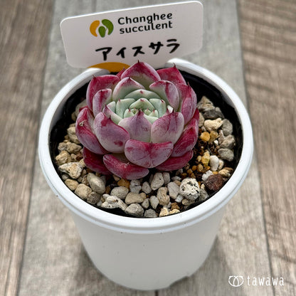 ＊新発売＊　アイスサラ（チャンヒー農園）【tawawaハウス苗】